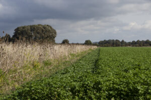 GLB-pilot: Boeren ondersteunen met KPI’s voor de biodiversiteit in de transitie naar kringlooplandbouw