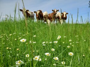 BoerenNatuur draagt via Europese projecten bij aan verbinding landbouw en natuur