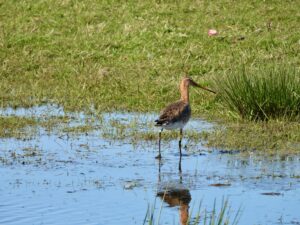 Reactie BoerenNatuur op Kamerbrief maatregelenpakket Landbouw, Natuur en Stikstof