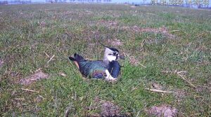 Groningse boerenlandvogels live te volgen via Beleef De Lente