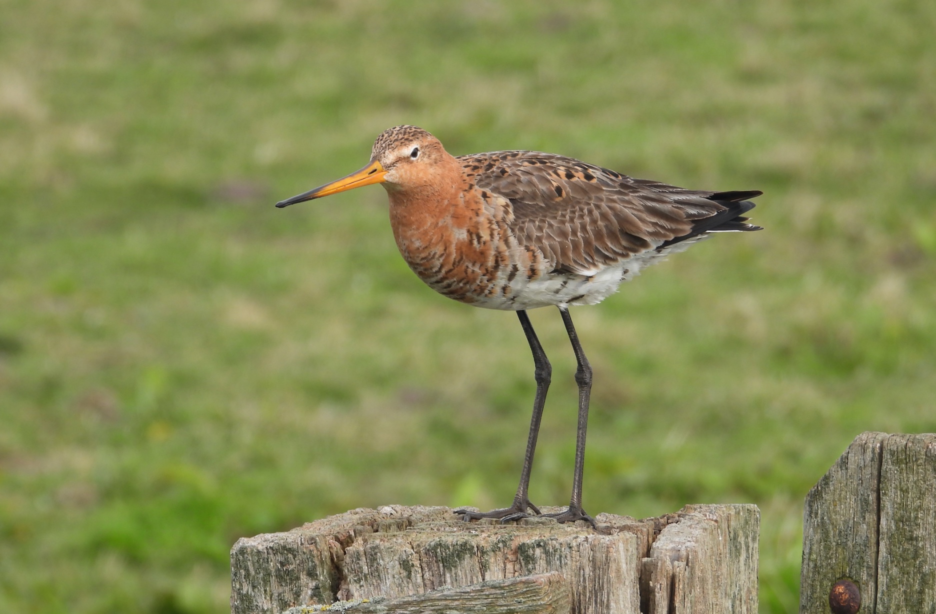 Grutto in Arkemheen. Foto: Pieter Verbeek.
