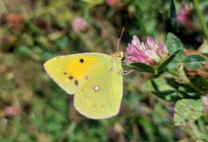 Twee bijzondere vlindersoorten waargenomen in bloemenblokken Zuidoost-Friesland