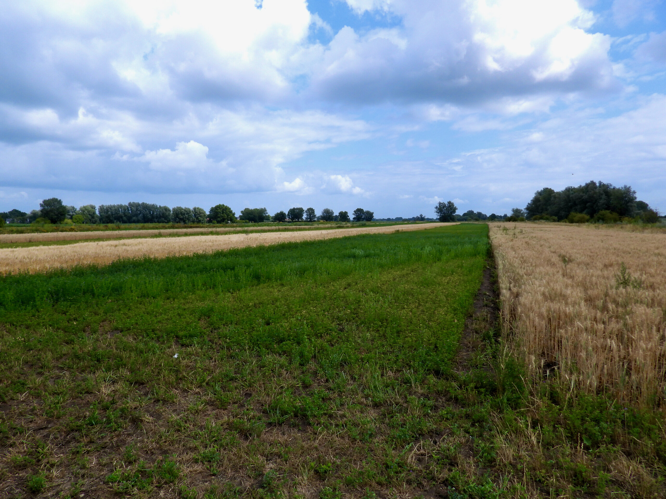 Strokenteelt