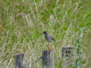 ANB-pilot 1 van 9: kan certificering zorgen voor effectief weidevogelbeheer, voor vogels én voor de boer?