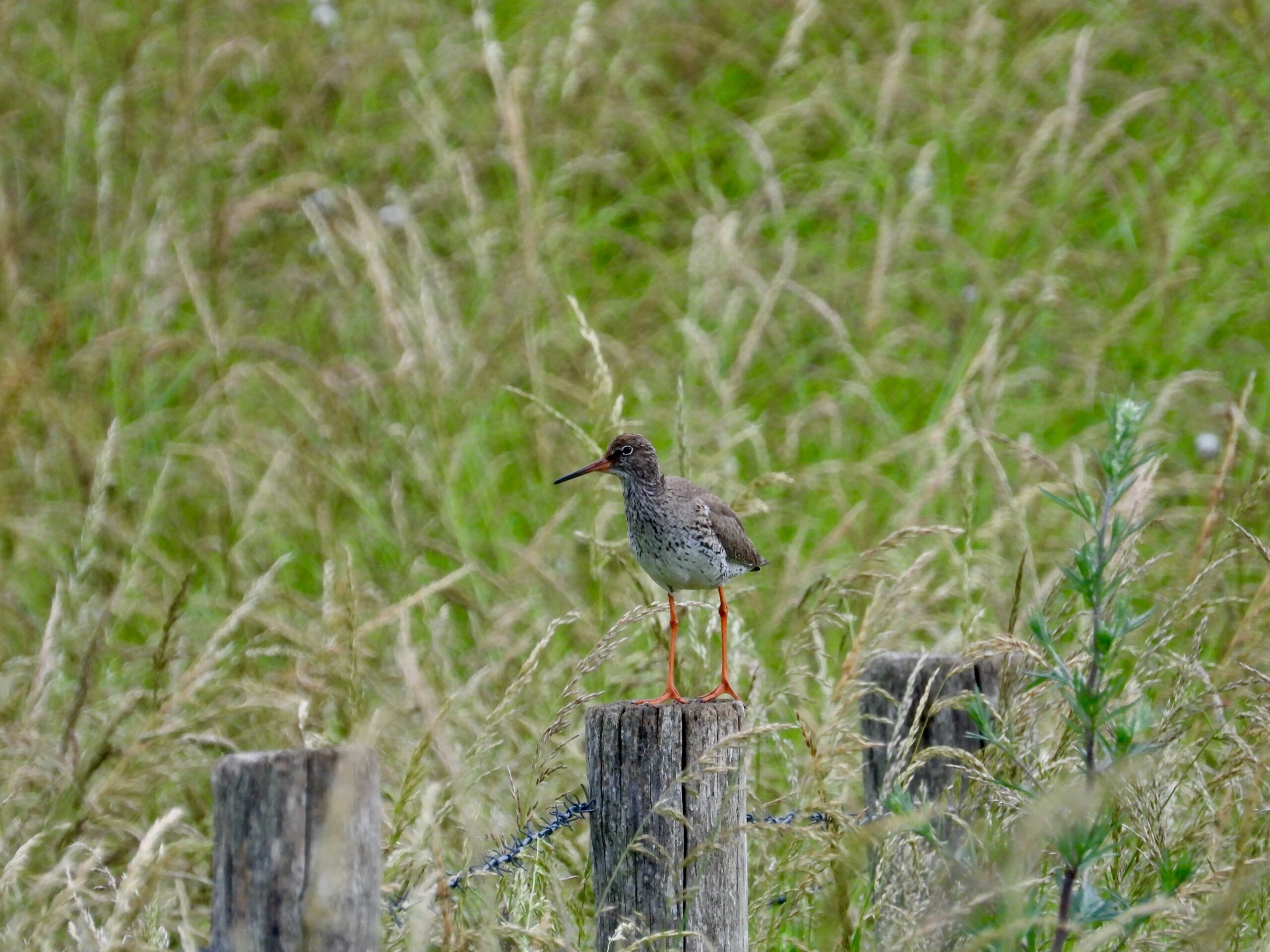 Tureluur. Foto: Pieter Verbeek.