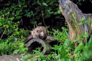 Onderzoek kleine marterachtigen in Friesland