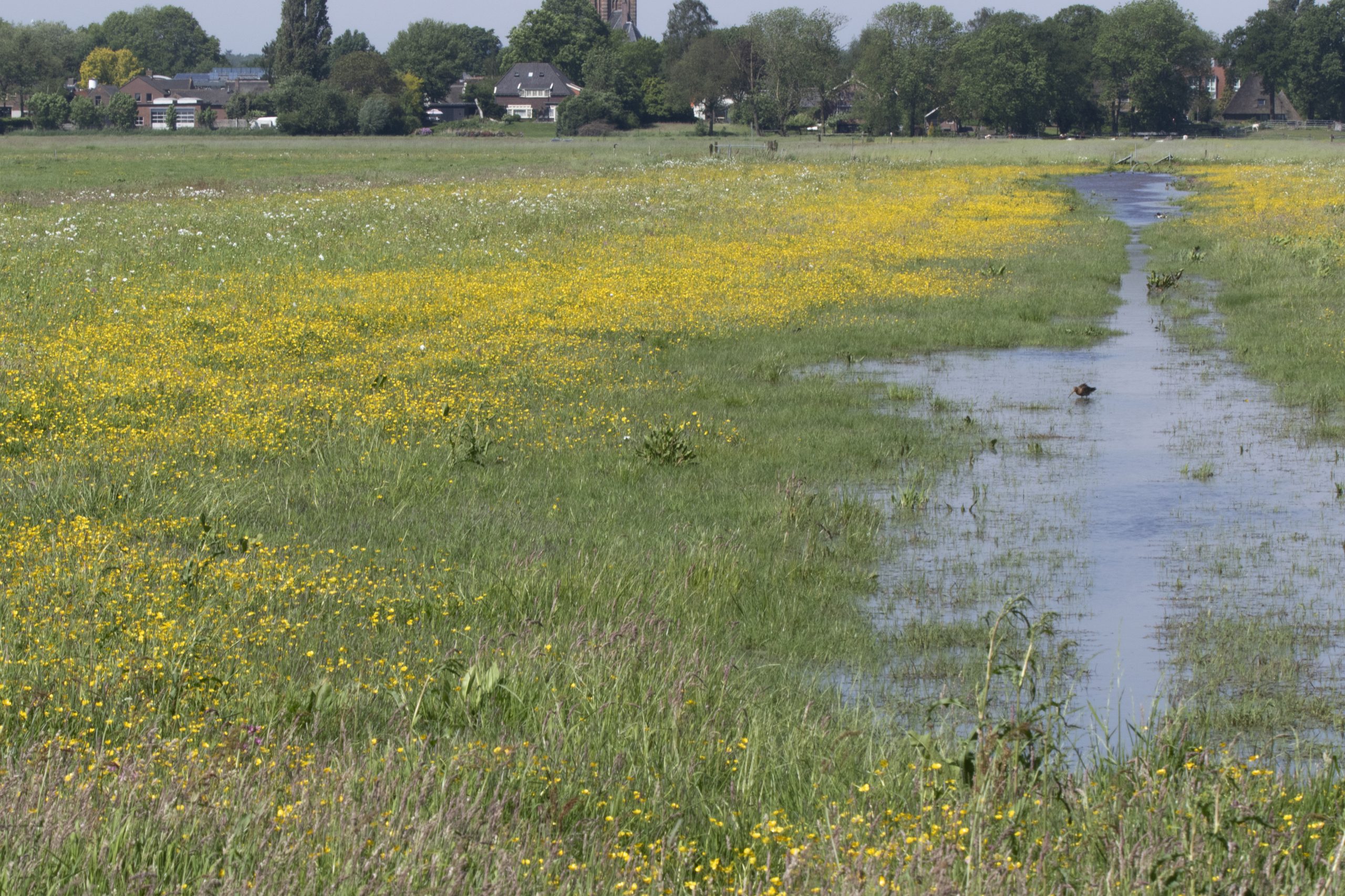 Plasdras met kruiden. Foto: Annemieke Dunnink.