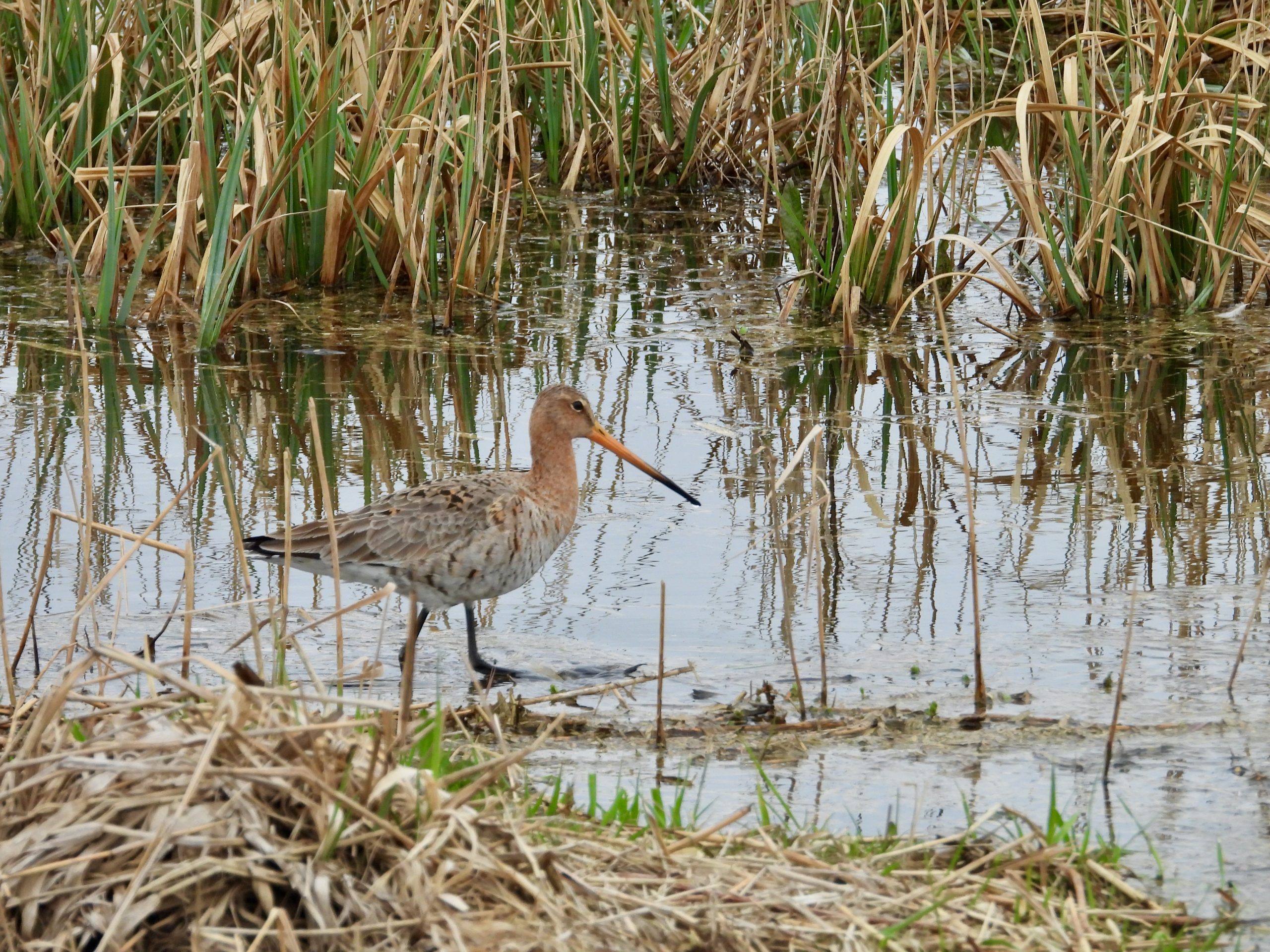 Grutto. Foto: Pieter Verbeek.