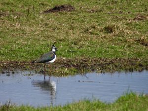 Kievit in Eemland. Foto: Pieter Verbeek.