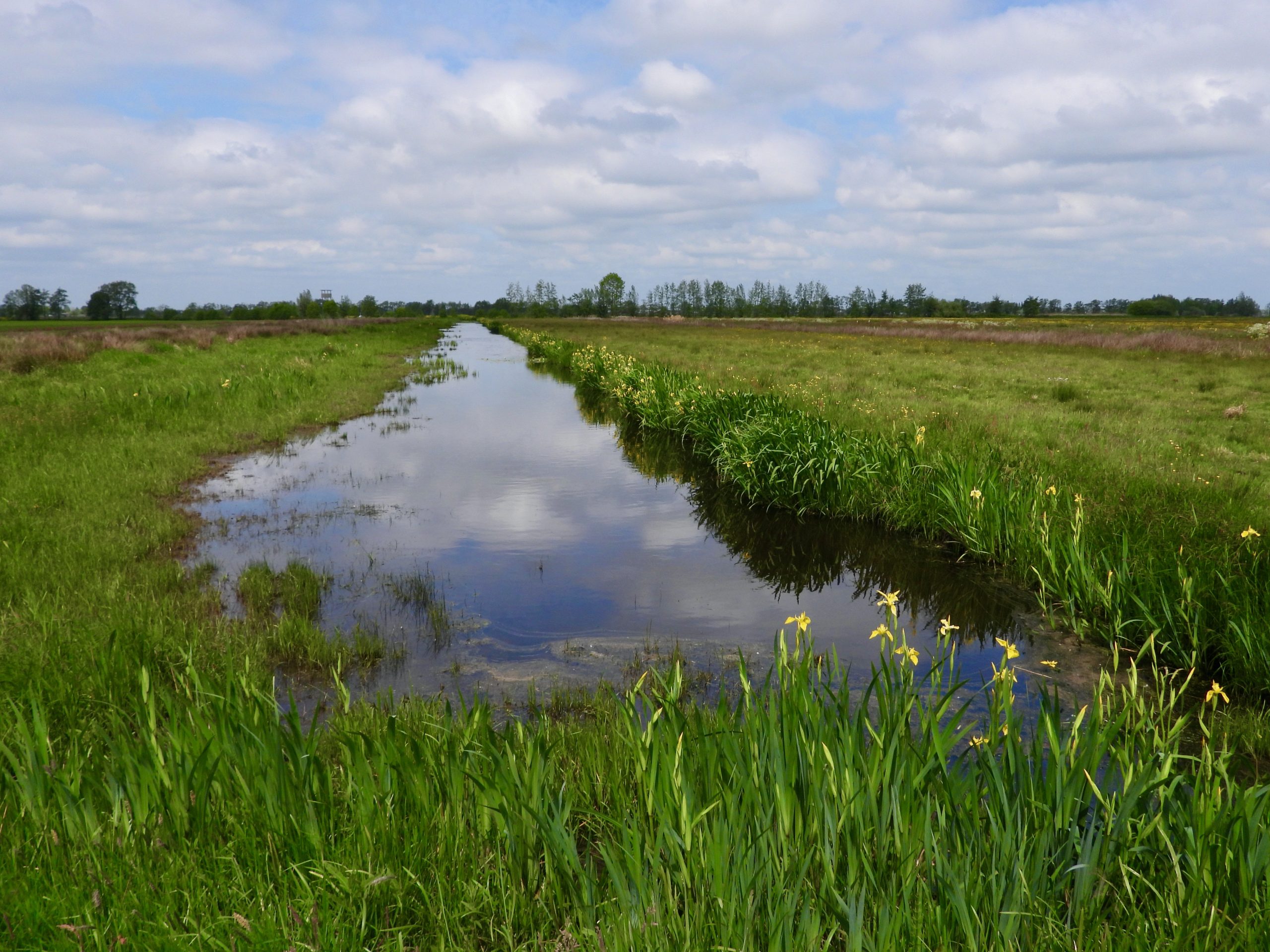 Natuurvriendelijke oevers in de Lopikerwaard. Foto: Pieter Verbeek