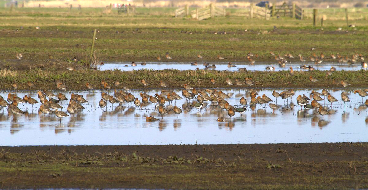 Grutto. Foto: Saxifraga/Jan Nijendijk.
