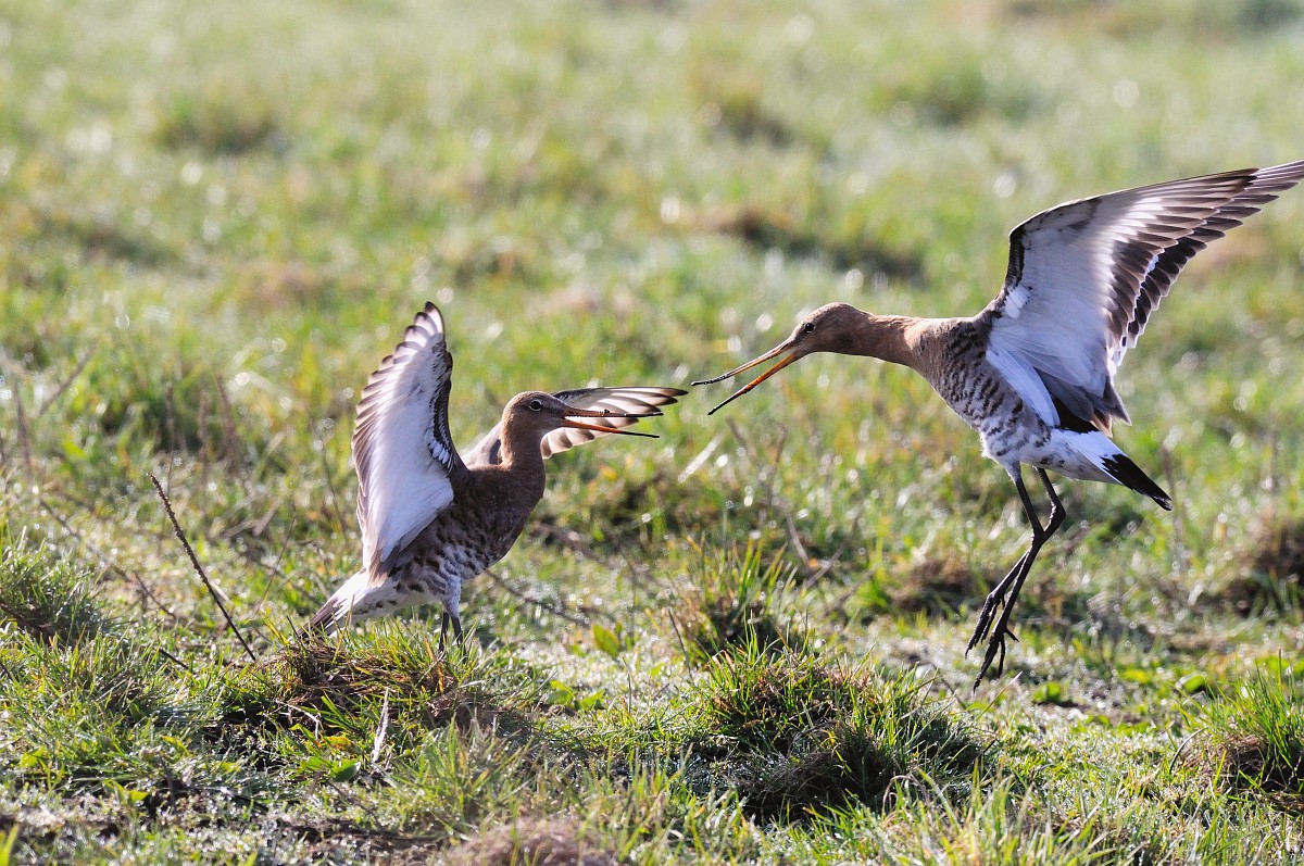 Grutto's. Foto: Saxifraga/Piet Munsterman.