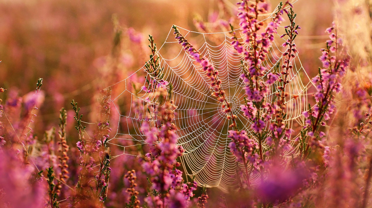 Bloeiende heide. Foto: Simone VomFeld/Pixabay.